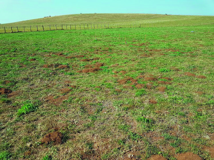 Les activités de forage des campagnols terrestres reprennent comme ici sur le plateau du Cézallier.