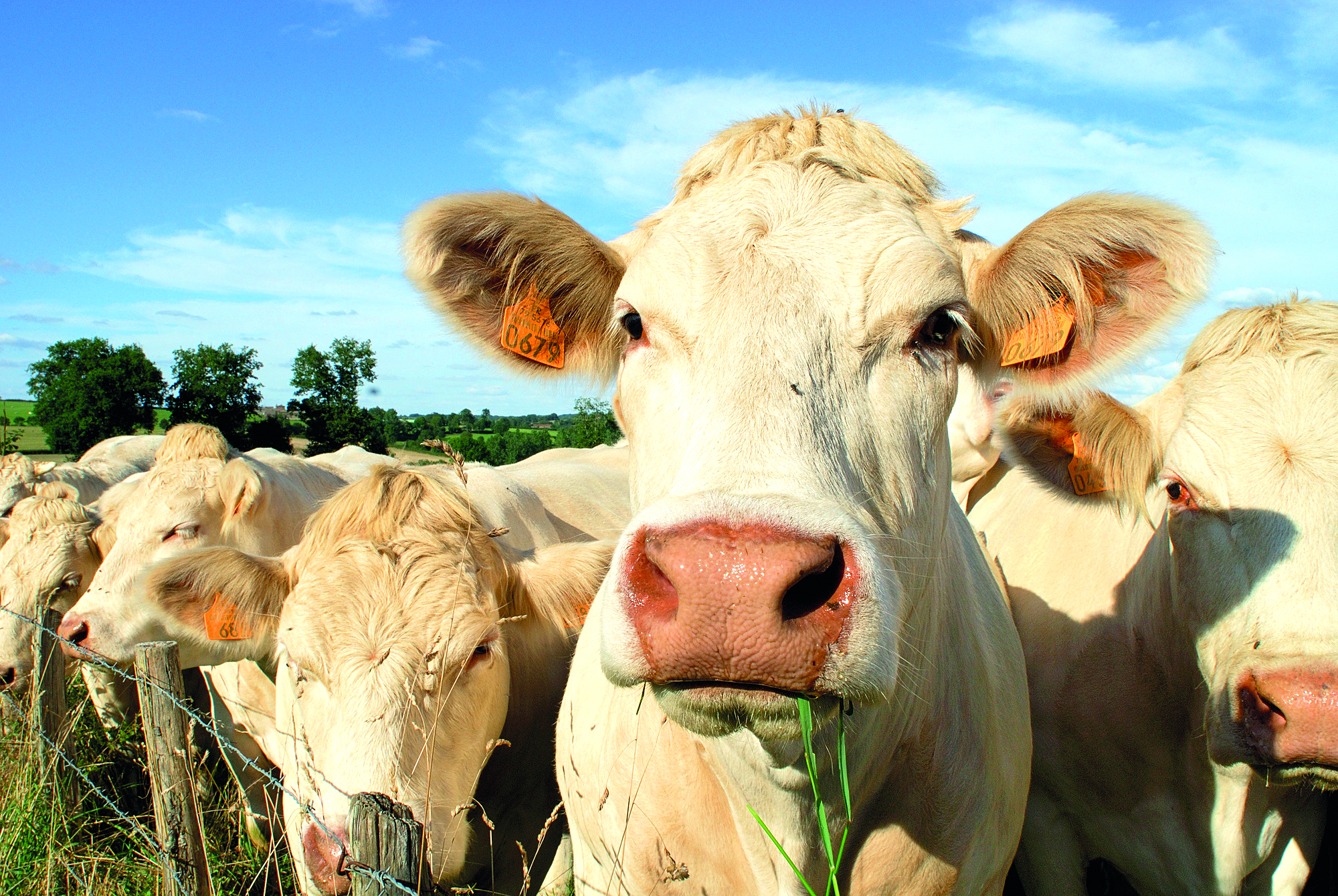 Troupeau de vaches