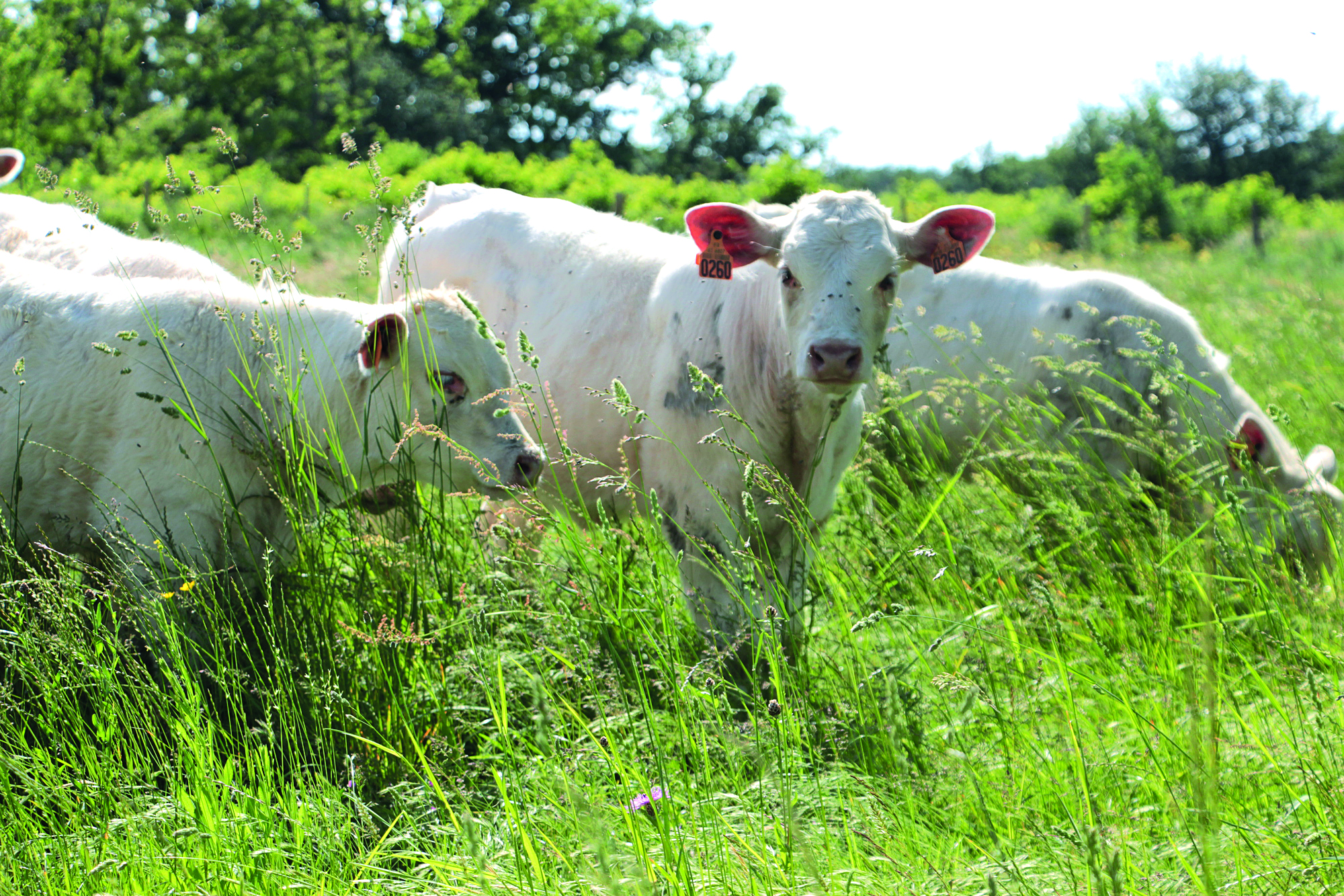 Troupeau de vaches allaitantes