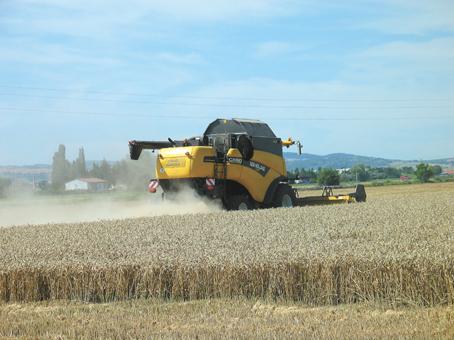 Les pluies continues durant la 2ème quinzaine du mois de mai ont provoqué des attaques importantes de fusariose sur l’ensemble des céréales à paille