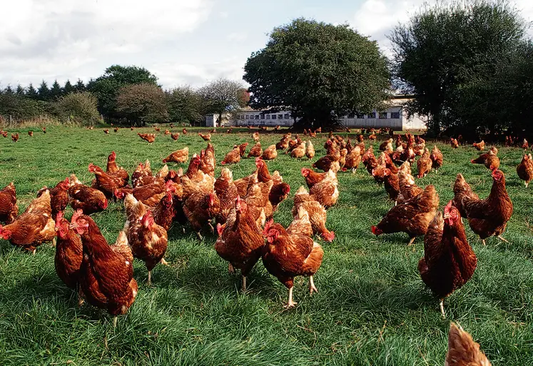 Poules pondeuses élevées en bio sur parcours