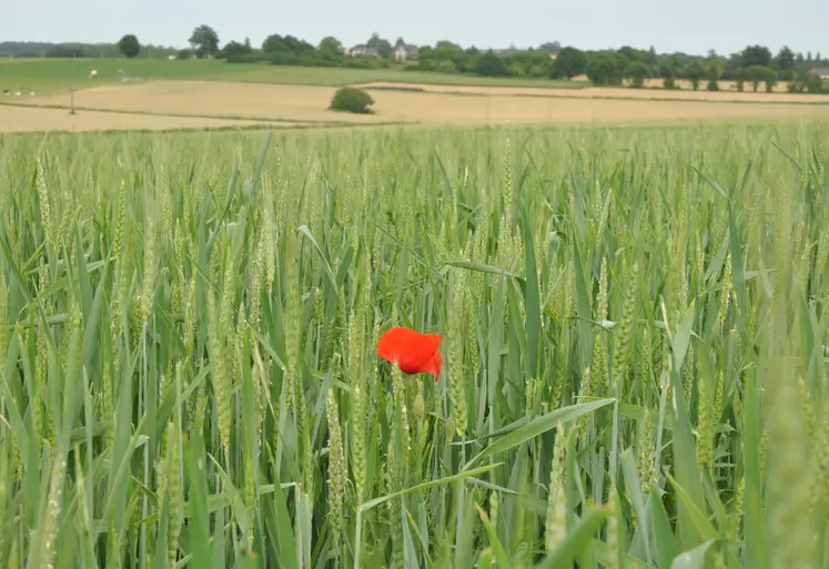 champ avec coquelicot 