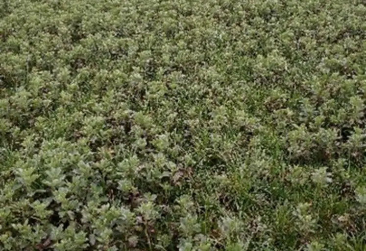 Féverole grain semée en direct dans une prairie vivante au GAEC des Jonquilles en Vendée