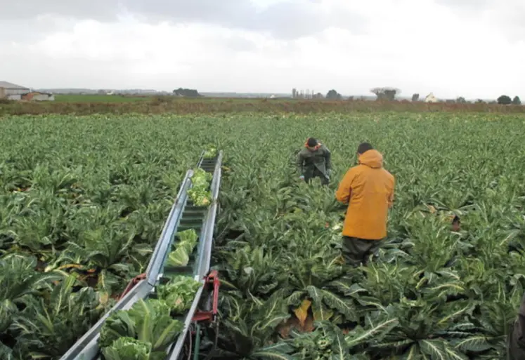 personnes travaillant dans un champ de chous-fleurs