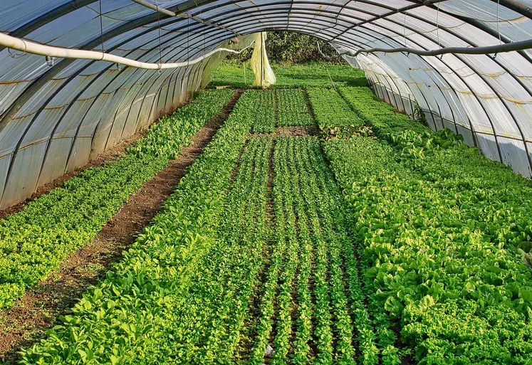 légume sous serre