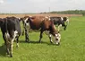 Troupeau de vaches laitières conduites en bio