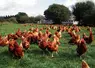 Poules pondeuses élevées en bio sur parcours