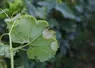 Feuille de vigne attaquée par le mildiou.