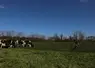  Vaches laitières en système bio dans un pâturage dans le Calvados