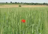 champ avec coquelicot 