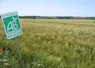Champ de céréales bio, avec un panneau agriculture biologique. 