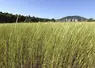 parcelle d'épeautre