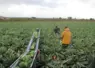 personnes travaillant dans un champ de chous-fleurs
