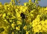 abeille sur du colza en fleurs
