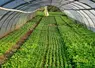 légume sous serre