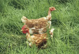 deux poules dans l'herbe