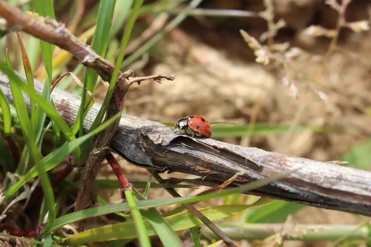 Coccinelle (bio)