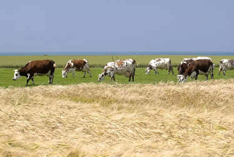 Vaches normandes