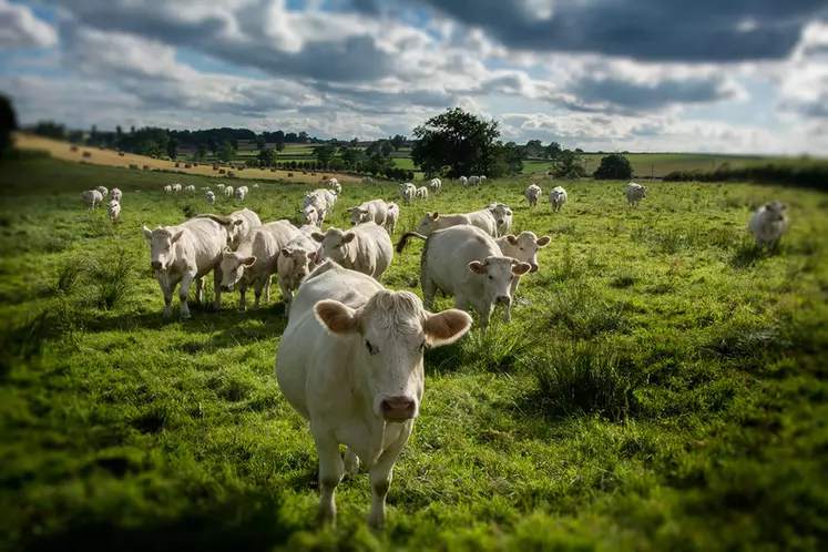 Unébio reste un poids lourd de la viande bovine biologique avec 2 300 éleveurs adhérents. © DR