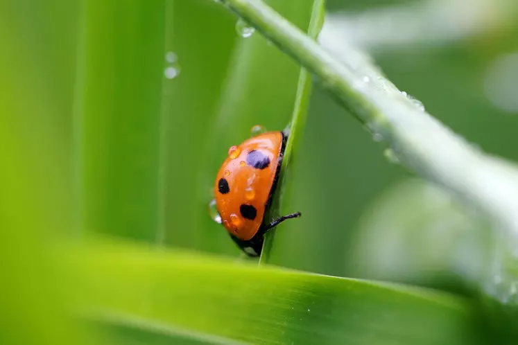 Coccinelle agriculture bio