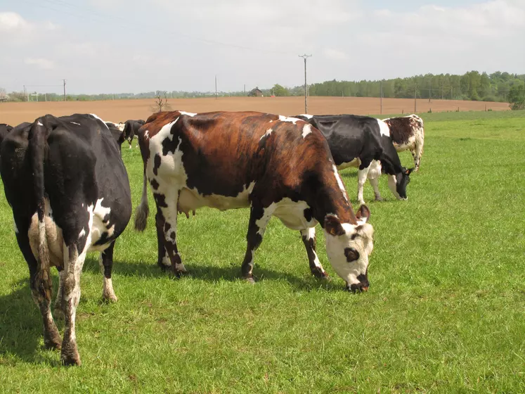 Troupeau de vaches laitières conduites en bio