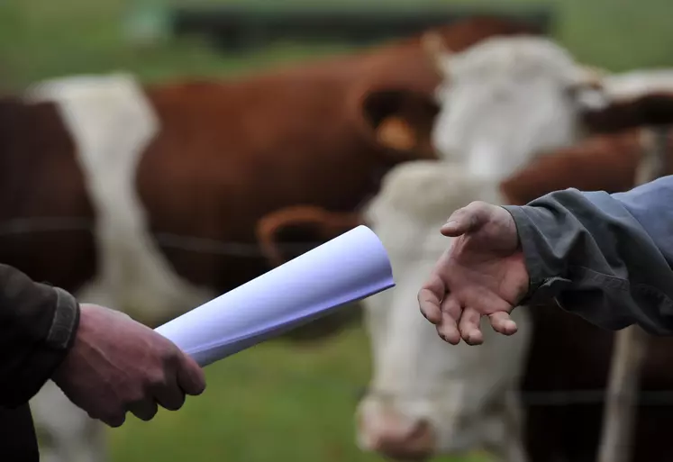 Un agriculteur récupère un contrat devant son troupeau de vaches