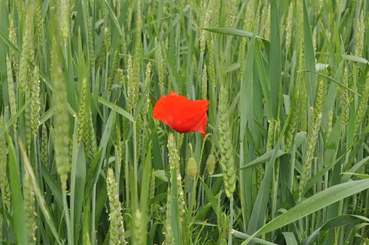 coquelicot dans un champ de blé