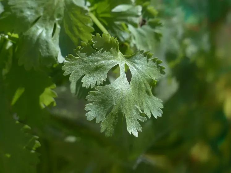 Gros plan sur une feuille de coriandre