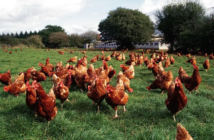 Poules pondeuses élevées en bio sur parcours