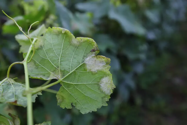 Feuille de vigne attaquée par le mildiou.