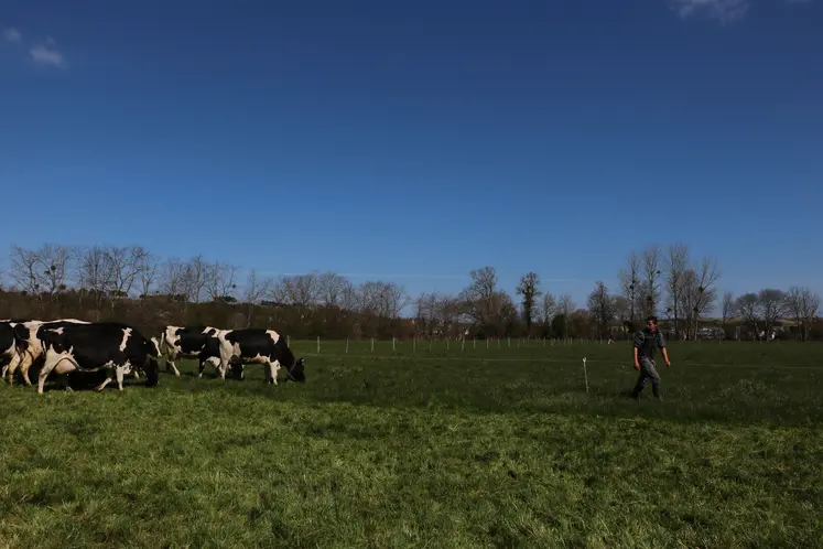  Vaches laitières en système bio dans un pâturage dans le Calvados