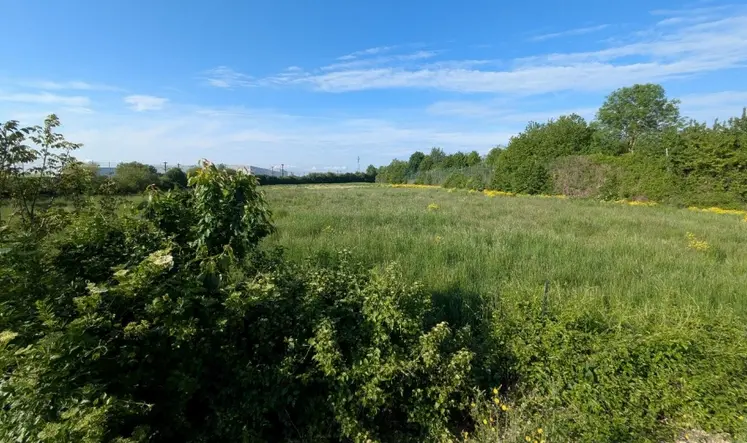 parcelle d'herbe entourée de haies et d'arbre