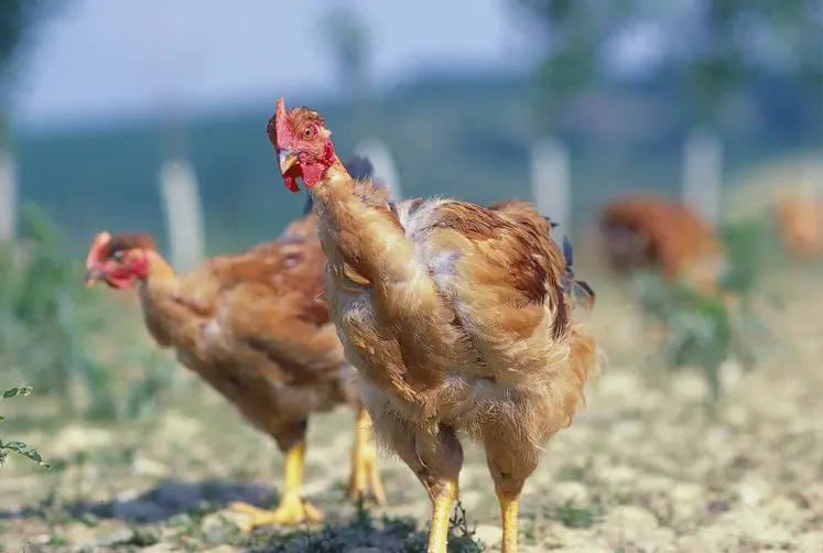 poulets en extérieur
