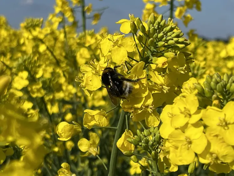 abeille sur du colza en fleurs