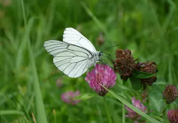 papillon sur une fleur dans un champ