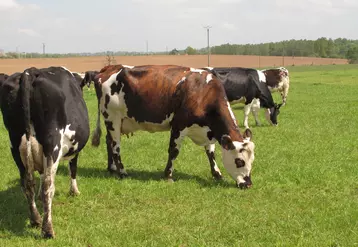 Troupeau de vaches laitières conduites en bio