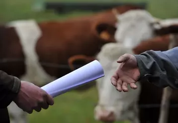 Un agriculteur récupère un contrat devant son troupeau de vaches