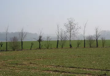 Arbres plantés dans une parcelle agricole