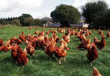 Poules pondeuses élevées en bio sur parcours