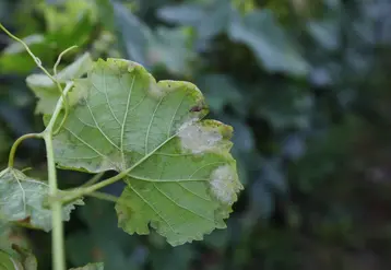 Feuille de vigne attaquée par le mildiou.