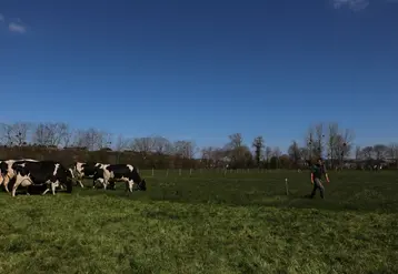  Vaches laitières en système bio dans un pâturage dans le Calvados