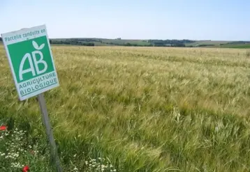 Champ de céréales bio, avec un panneau agriculture biologique. 