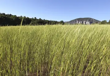 parcelle d'épeautre