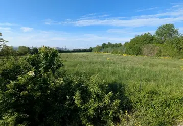 parcelle d'herbe entourée de haies et d'arbre