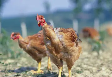 poulets en extérieur