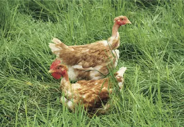 deux poules dans l'herbe