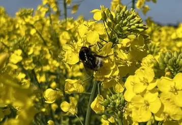 abeille sur du colza en fleurs
