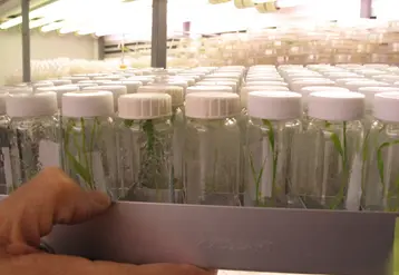 Développement de variétés en laboratoire de biotechnologie végétale.