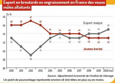 veaux mâles orientation jeunes bovins ou broutards