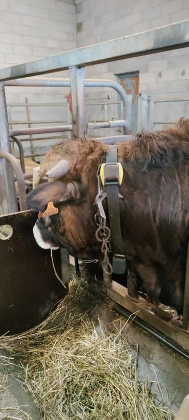 Taureaux à la station nationale d'évaluation raciale OS Aubrac à St Chély d'Aubrac dans l'Aveyron